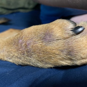Petco - Her food reaction to Whole hearted. Her and a ton of friends of mine have the same issues with their dogs - Pet Training Near Me - Bloomington, Minnesota Petco - Her food reaction to Whole hearted. Her and a ton of friends of mine have the same issues with their dogs - Pet Training Near Me - Bloomington, Minnesota