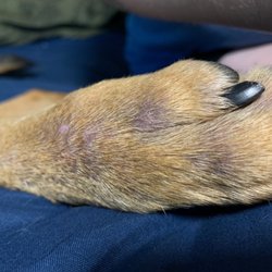 Petco - Her food reaction to Whole hearted. Her and a ton of friends of mine have the same issues with their dogs