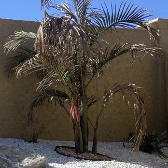 All Tropical Palms - Tree started dying day one. - Nurseries & Gardening Near Me - Gilroy, California