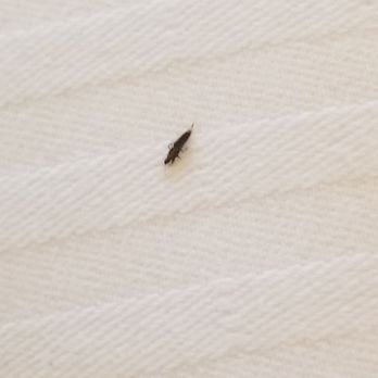 Nemacolin - Strange bug on our bed. They did change our rooms though. - Resorts Near Me - Farmington, Pennsylvania Nemacolin - Strange bug on our bed. They did change our rooms though. - Resorts Near Me - Farmington, Pennsylvania