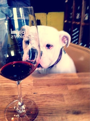 Municipal Winemakers by null