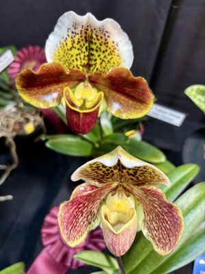 Lauritzen Gardens by null