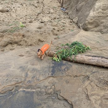 Esplanade Beach - Such a fun beach for dogs to explore! - Beaches Near Me - Pacifica, California