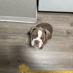 Pearl the pup