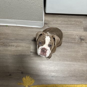 Lucky Penny's Dog Grooming - Pearl the pup - Pet Groomers Near Me - Antelope, California