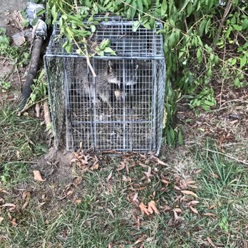 Greg Brown - Raccoon - Wildlife Control Near Me Greg Brown - Raccoon - Wildlife Control Near Me