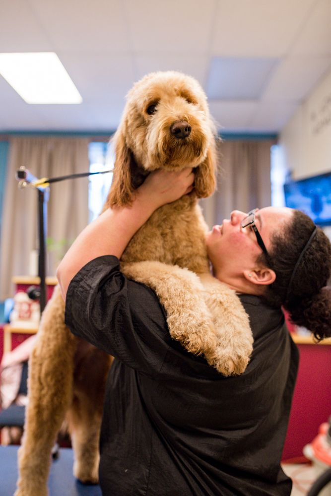 TOP KNOTS & TABBIES 85 Photos & 18 Reviews Pet Groomers 301