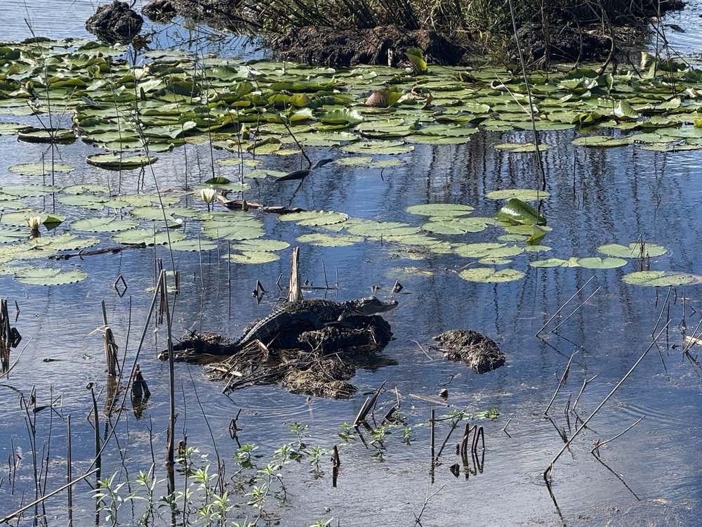 Savannah National Wildlife Refuge Logo