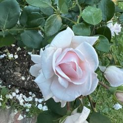 E.M. Mills Rose Garden