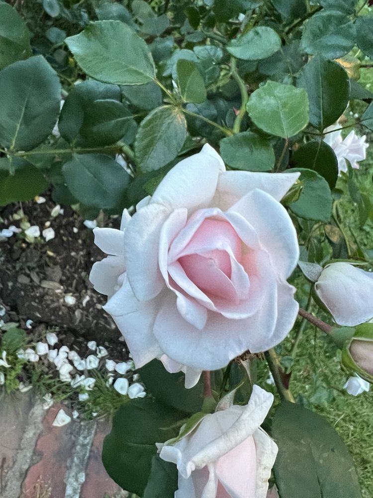 Social spots from E.M. Mills Rose Garden