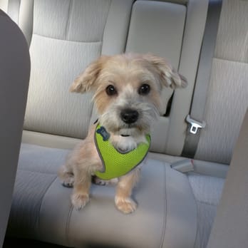 Marie's Pet Grooming - Link's first haircut. - Pet Groomers Near Me - Fresh Meadows, New York Marie's Pet Grooming - Link's first haircut. - Pet Groomers Near Me - Fresh Meadows, New York
