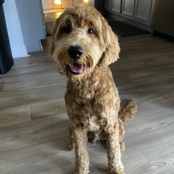 AZ Mobile Spaws - After - Pet Groomers Near Me - Phoenix, Arizona