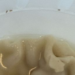Bugs in wonton soup