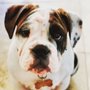 Photo of Arizona Olde English Bulldogges