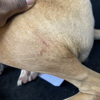 Drumhill’s Wildomar Pet Grooming - Scratches from his grooming - Pet Groomers Near Me - Wildomar, California Drumhill’s Wildomar Pet Grooming - Scratches from his grooming - Pet Groomers Near Me - Wildomar, California
