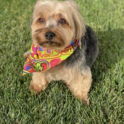 All In The Details Pet Grooming - Ziggy