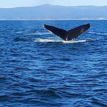 Discovery Whale Watch - Amazing to see up close - Whale Watching Tours Near Me - Monterey, California Discovery Whale Watch - Amazing to see up close - Whale Watching Tours Near Me - Monterey, California