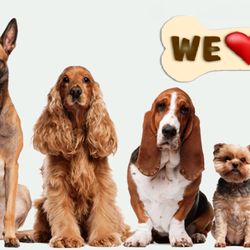 Paws Paradise - We Love Pets