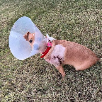 Lone Star Dog Ranch - Dog Injury - Pet Sitting Near Me - Anna, Texas Lone Star Dog Ranch - Dog Injury - Pet Sitting Near Me - Anna, Texas