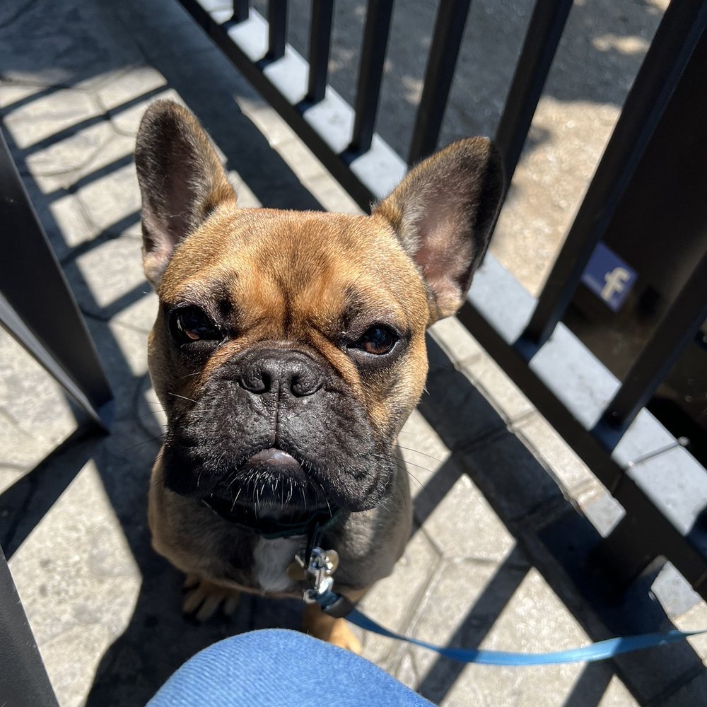 The Bruce Bar & Grill - dog friendly - Steakhouses Near Me - Kincardine, Ontario The Bruce Bar & Grill - dog friendly - Steakhouses Near Me - Kincardine, Ontario