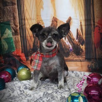 Dapper Dog - Sheba - Pet Groomers Near Me - East Providence, Rhode Island