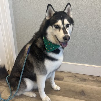 MVP Dog Grooming & Boarding  - Bandit after his grooming session! - Pet Groomers Near Me - Anaheim, California