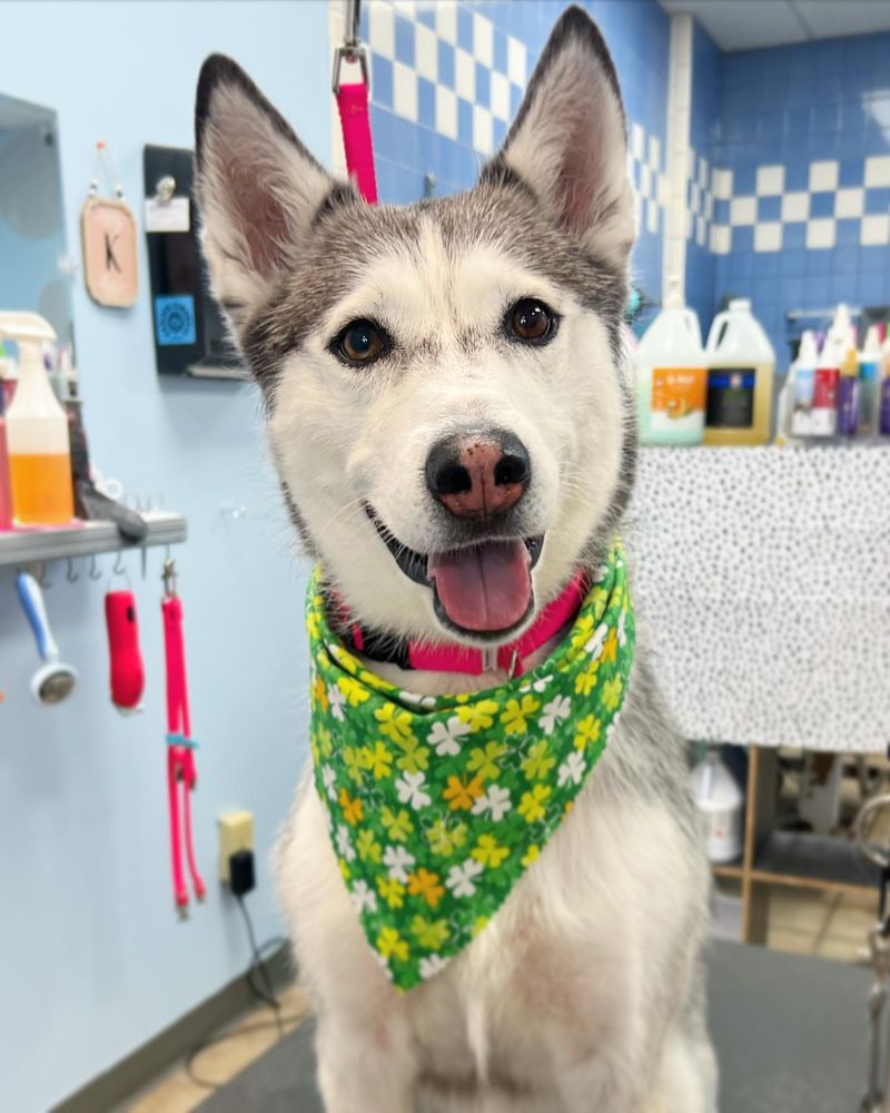 SOPHISTICATED POOCH Updated August 2024 28 Photos & 19 Reviews 1120 Raritan Rd, Clark, New