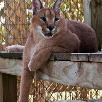 Panther Ridge Conservation Center - Zoos Near Me - Loxahatchee, Florida Panther Ridge Conservation Center - Zoos Near Me - Loxahatchee, Florida