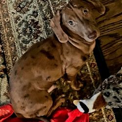 Hurricane Hills Dachshunds
