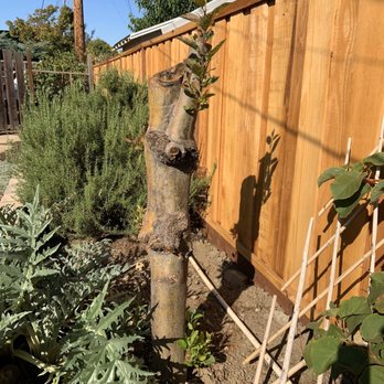 JC Tree Experts - Before - Tree Services Near Me JC Tree Experts - Before - Tree Services Near Me