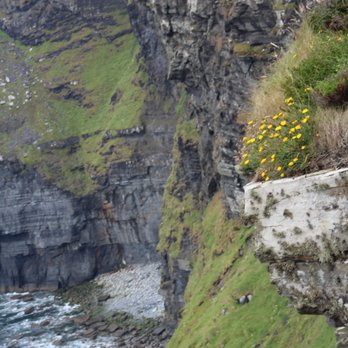 Cliffs of Moher - Local Flavor Near Me - Liscannor, CE Cliffs of Moher - Local Flavor Near Me - Liscannor, CE