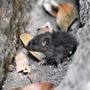 Bridlemile Pest Services