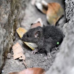 Bridlemile Pest Services
