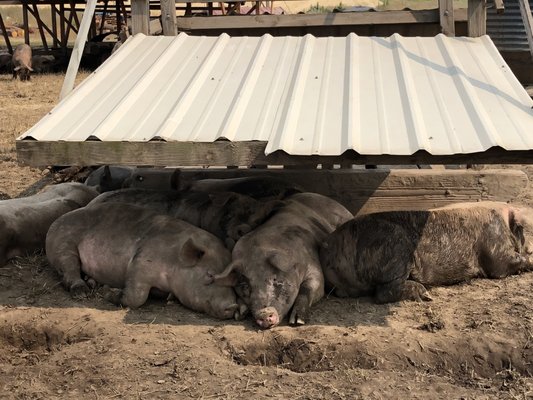 Photo of Helvetia Farm Market - Hillsboro, OR, US. Happy hogs