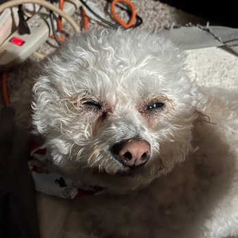 J&D Pet Grooming Service Mobile - what Sunshine looked like a couple hours after getting groomed - Pet Groomers Near Me - Katy, Texas J&D Pet Grooming Service Mobile - what Sunshine looked like a couple hours after getting groomed - Pet Groomers Near Me - Katy, Texas