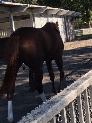 Belmont Park by null