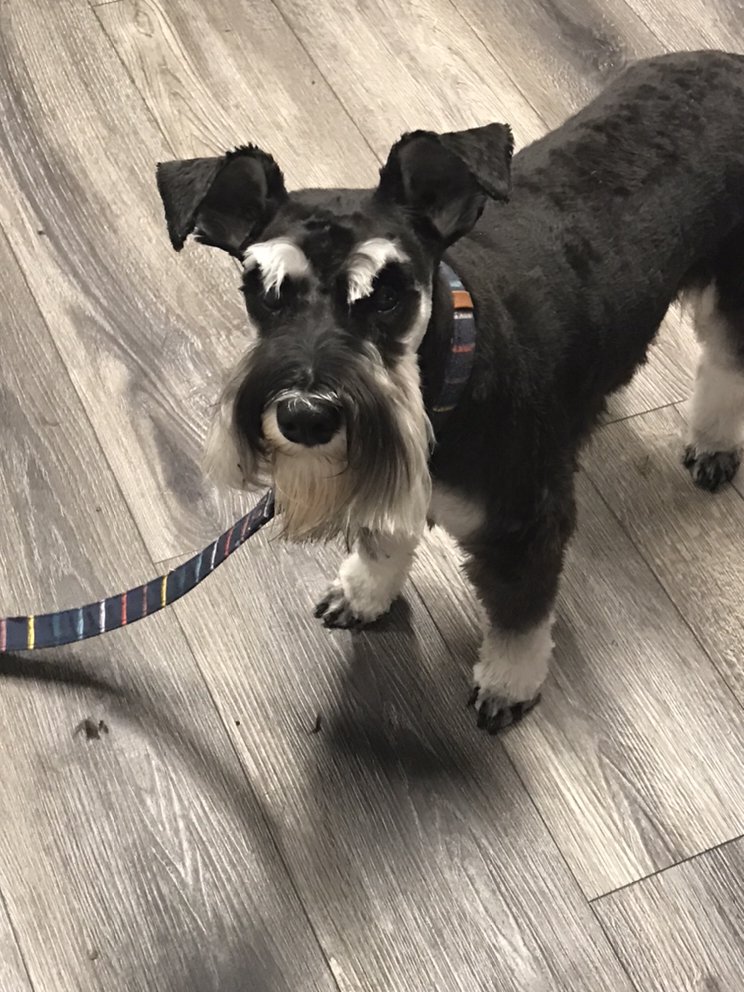 MUTT CUTTS DOG GROOMING SALON Updated June 2024 Request an