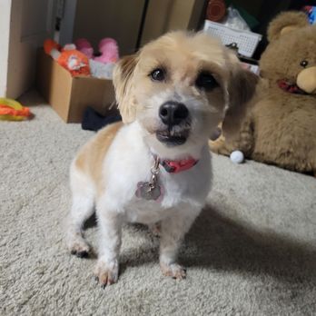 Ark's Pet Grooming - Pet Groomers Near Me - Englewood, Colorado Ark's Pet Grooming - Pet Groomers Near Me - Englewood, Colorado