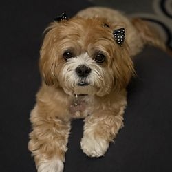Wags - Thanks John and Trisha for making me beautiful