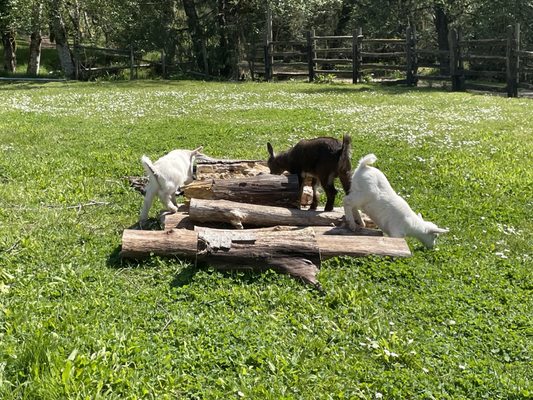 Leaping Lamb Farm by null