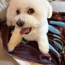 Kriser's - My dog after grooming
