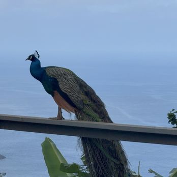 Circle M Ranch - Peacocks love the view, too! - Horseback Riding Near Me - Wailuku, Hawaii
