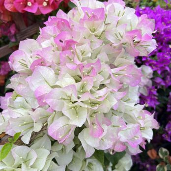 Rooted & Grounded Nursery - Nurseries & Gardening Near Me - Perry, Florida Rooted & Grounded Nursery - Nurseries & Gardening Near Me - Perry, Florida