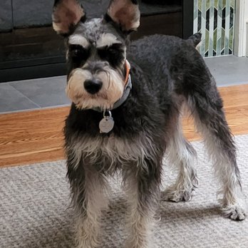 Dog Pawz Veterinary Center & Pet Resort - Sam wishing he was at Dog Pawz! - Pet Groomers Near Me - Prairie Village, Kansas Dog Pawz Veterinary Center & Pet Resort - Sam wishing he was at Dog Pawz! - Pet Groomers Near Me - Prairie Village, Kansas