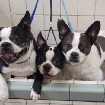 Lucky Puppy Grooming - bath time for Rocket, Zippi and Turbo. - Pet Groomers Near Me - Kennewick, Washington Lucky Puppy Grooming - bath time for Rocket, Zippi and Turbo. - Pet Groomers Near Me - Kennewick, Washington