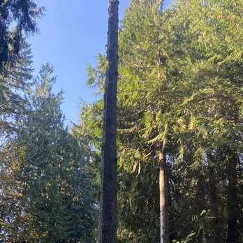 RCC Logging - a man cutting a tree with a chainsaw - Excavation Services Near Me RCC Logging - a man cutting a tree with a chainsaw - Excavation Services Near Me