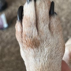 Perfect Paws By Heather The RVT