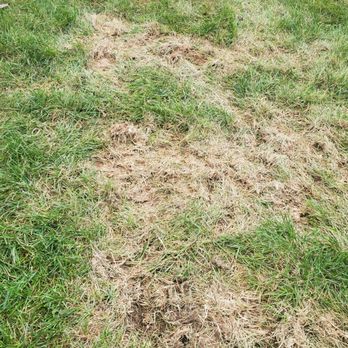 Mary's Gardens - This is what Mary's Garden did to my new sod planting 2 shrubs. - Nurseries & Gardening Near Me - Clarksville, Tennessee
