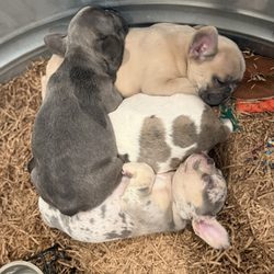 Idaho Puppy - Frenchies