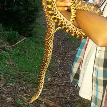 Tilden Regional Park - The snake named " friendly" that we met on our hiking adventure - Parks Near Me - Berkeley, California